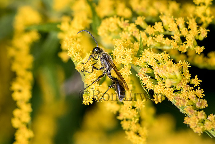Grass-Carrying Wasp