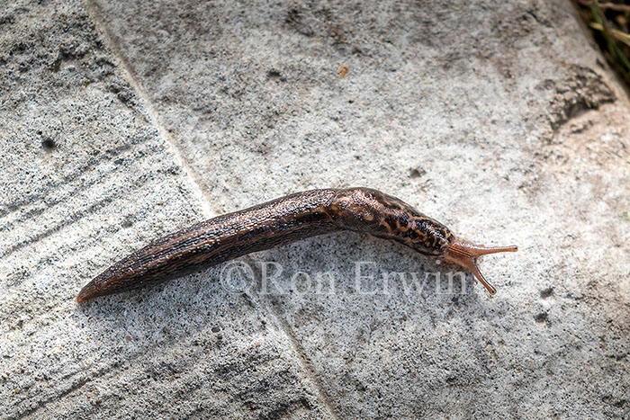 Leopard Slug