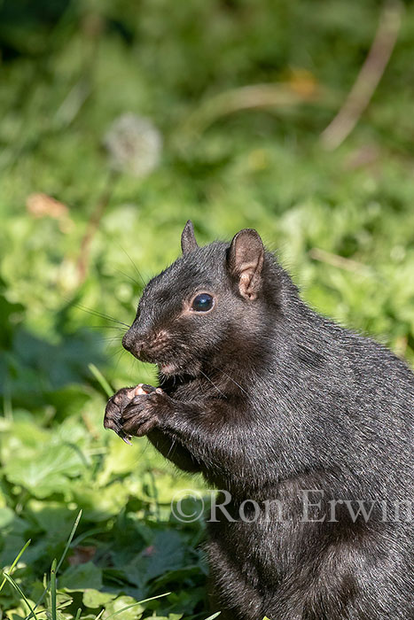 Melanistic Grey Squirrel