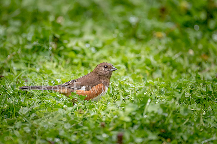Female Eastern Towhee