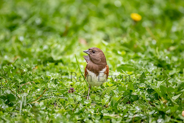 Female Eastern Towhee