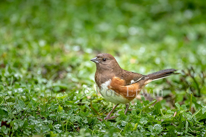 Female Eastern Towhee