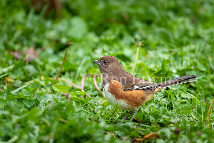 Female Eastern Towhee