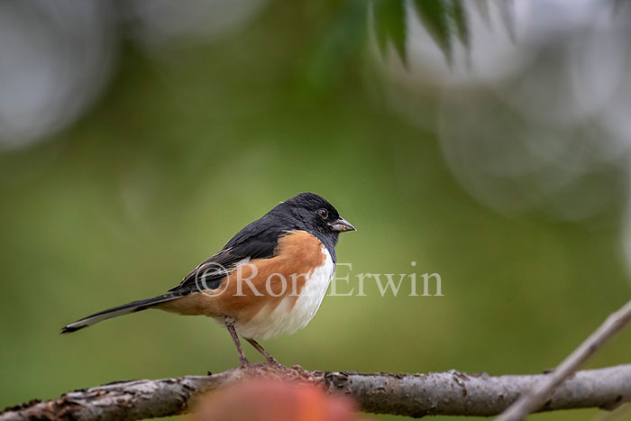 Male Eastern Towhee