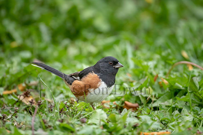 Male Eastern Towhee