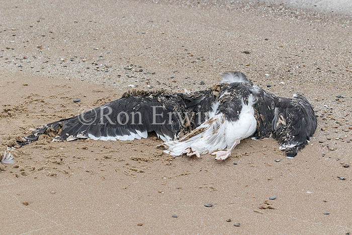 Dead Great Black-backed Gull