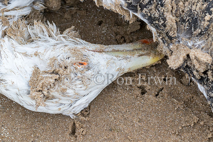 Dead Great Black-backed Gull