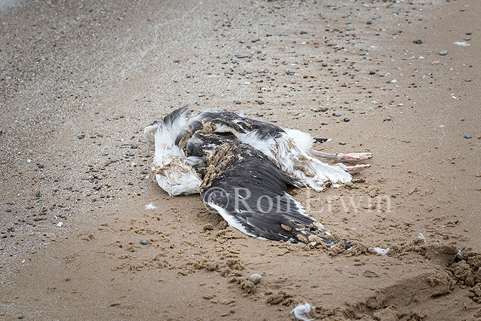 Dead Great Black-backed Gull