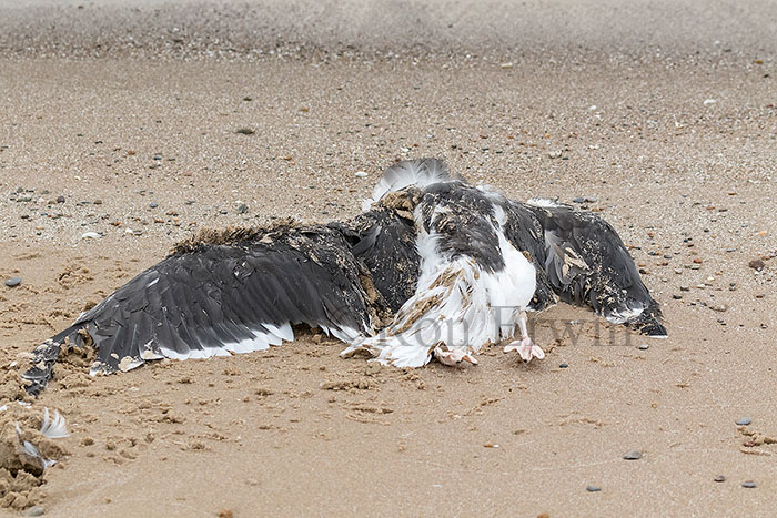 Dead Great Black-backed Gull