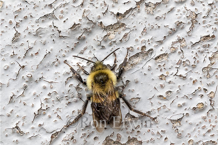 Common Eastern Bumble Bee