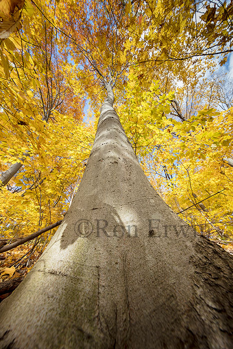 Beech Tree in Ontario