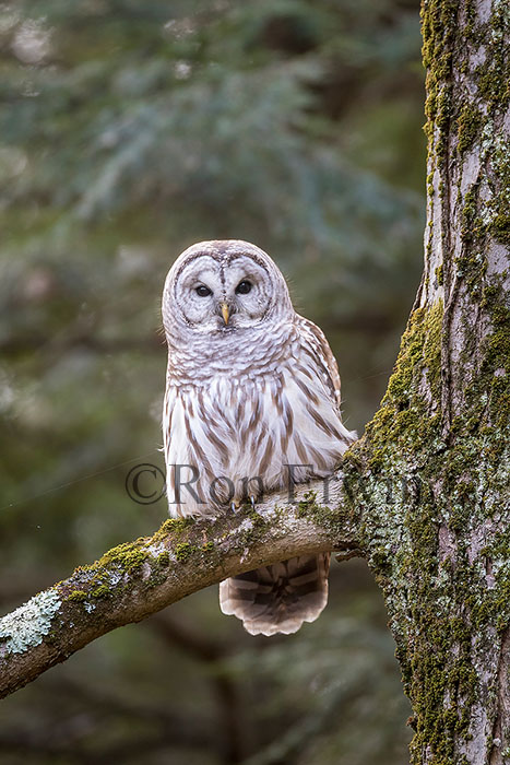 Barred Owl