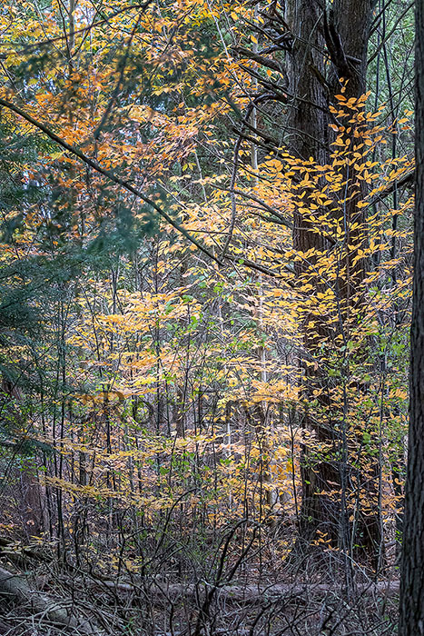 Presqu'ile Provincial Park, ON