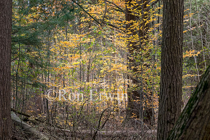 Presqu'ile Provincial Park, ON
