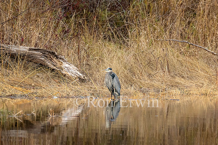 Great Blue Heron