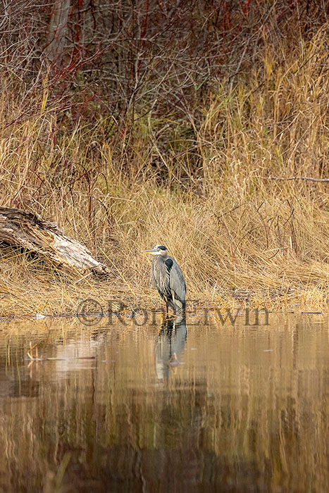 Great Blue Heron