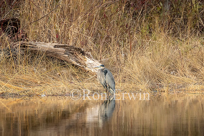 Great Blue Heron
