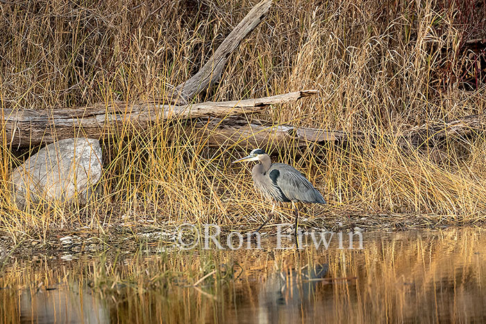 Great Blue Heron