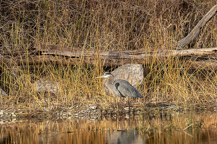 Great Blue Heron