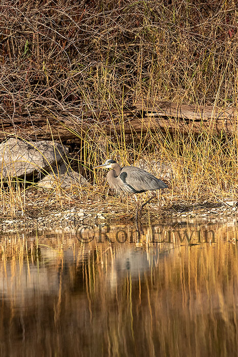Great Blue Heron