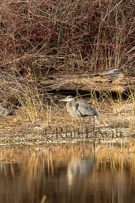 Great Blue Heron