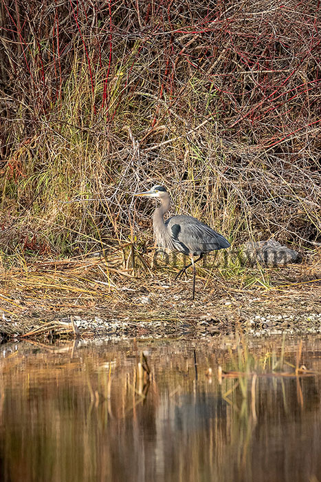 Great Blue Heron