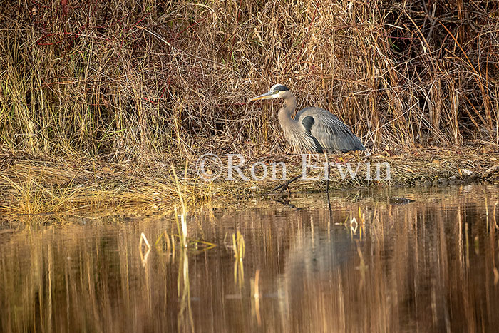 Great Blue Heron