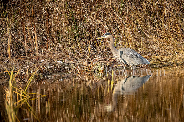 Great Blue Heron