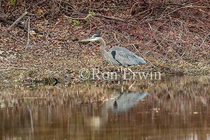 Great Blue Heron