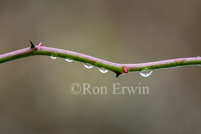 Water Droplets and Thorns