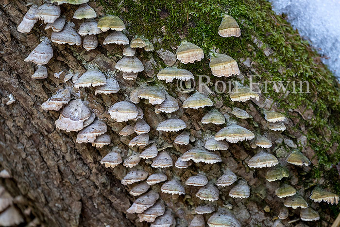 Bracket Fungi