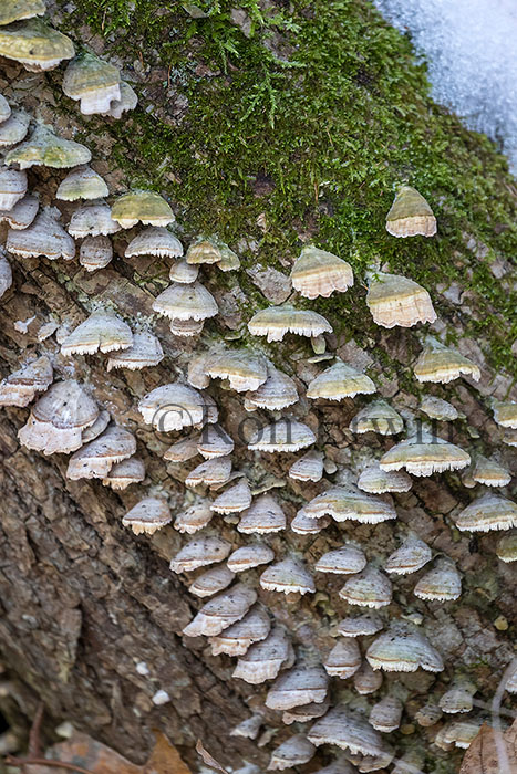 Bracket Fungi