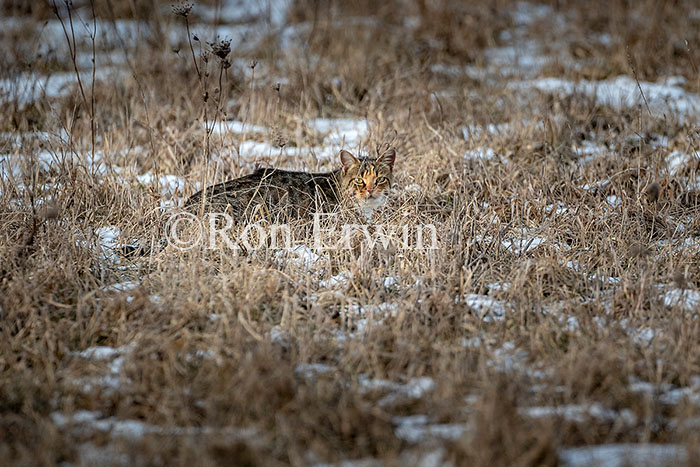 Feral Cat