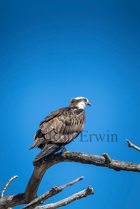 Osprey