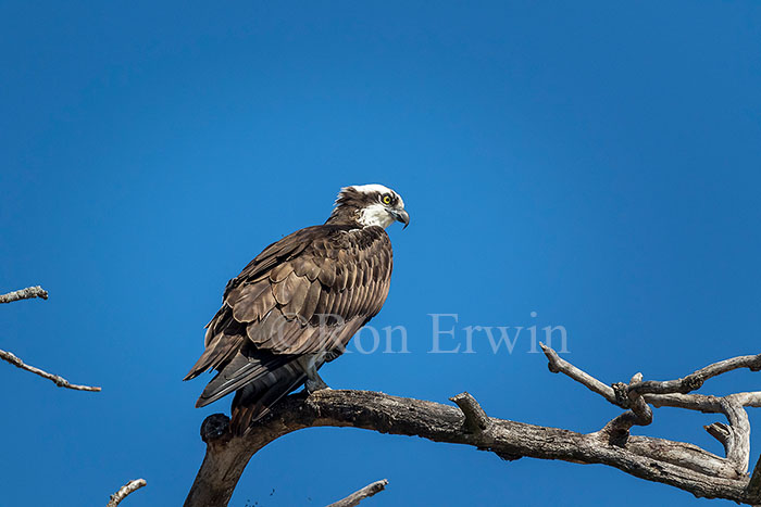 Osprey