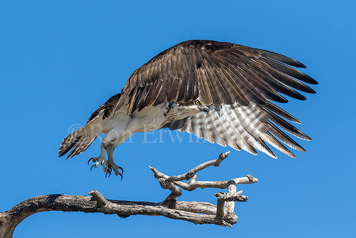 Osprey
