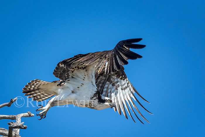 Osprey
