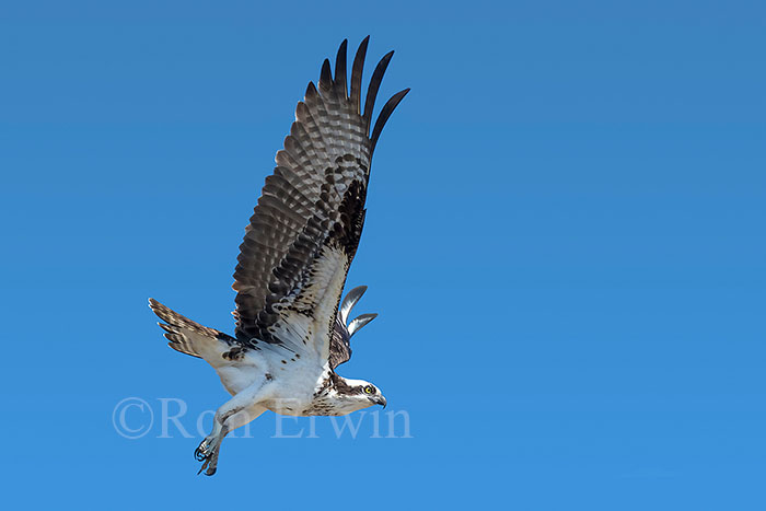 Osprey