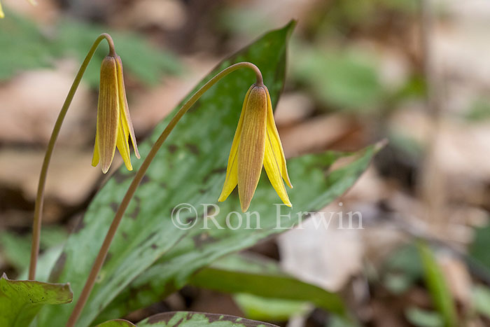 Trout Lily