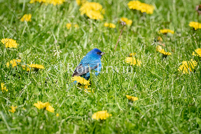 Indigo Bunting Male