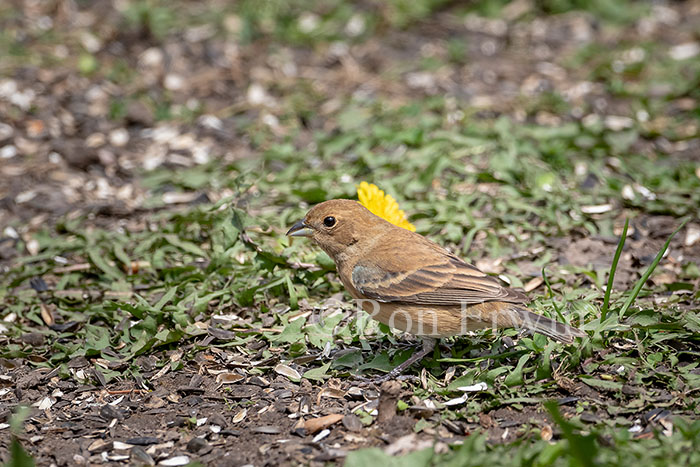 Indigo Bunting Female