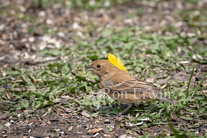 Indigo Bunting Female