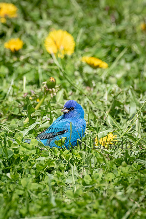 Indigo Bunting Male