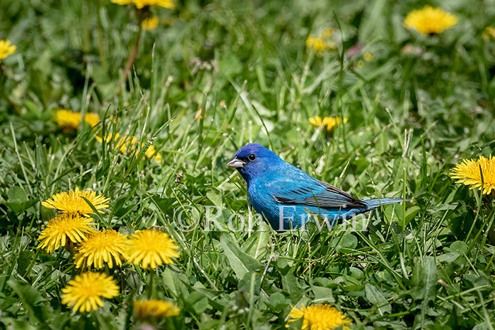 Indigo Bunting Male