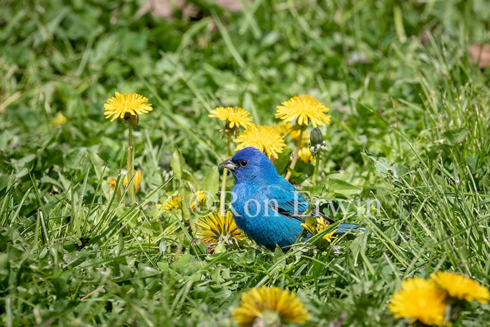 Indigo Bunting Male