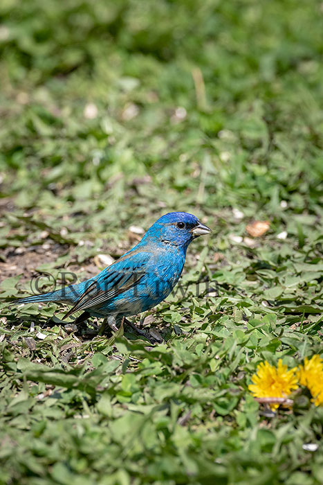 Indigo Bunting Male