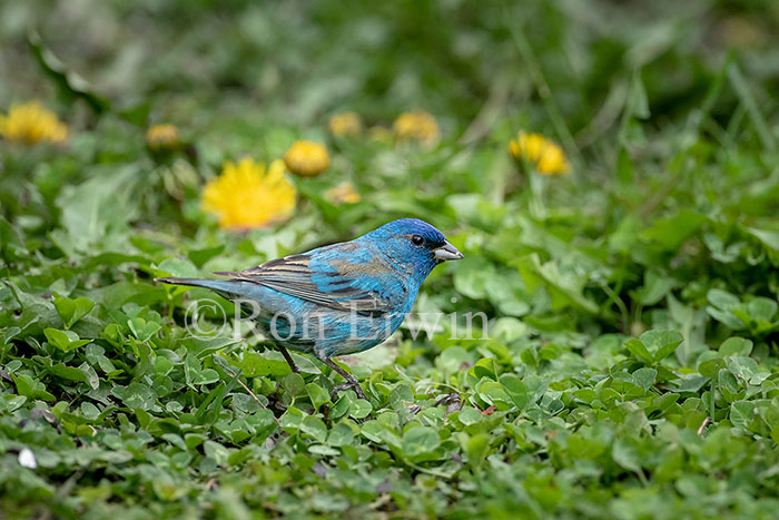 Indigo Bunting Male