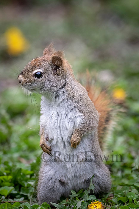 Red Squirrel