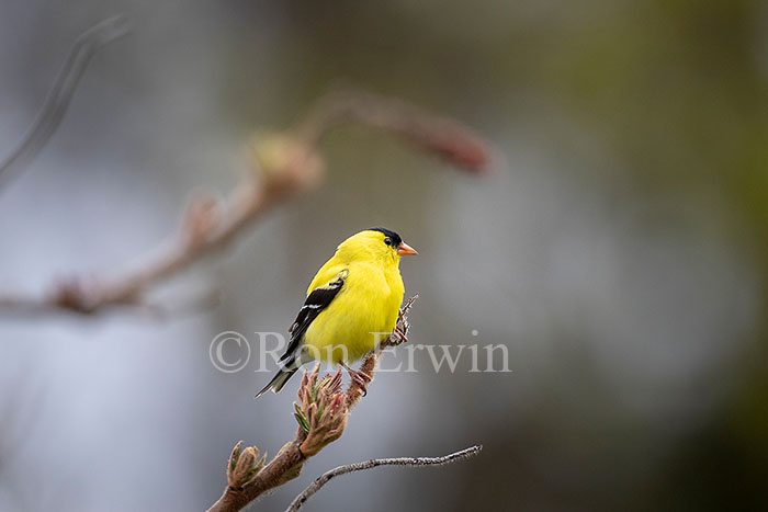 American Goldfinch Male