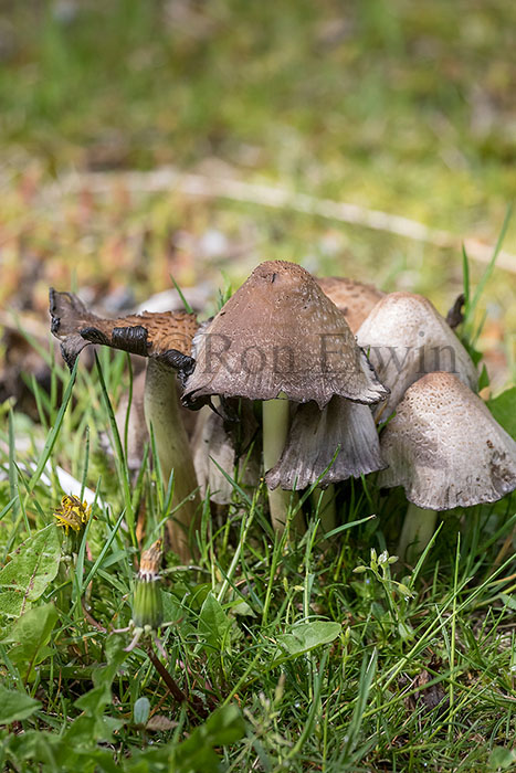 Mushrooms